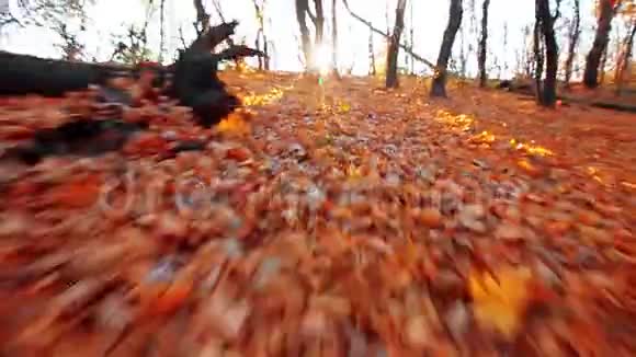 走在秋叶上视频的预览图