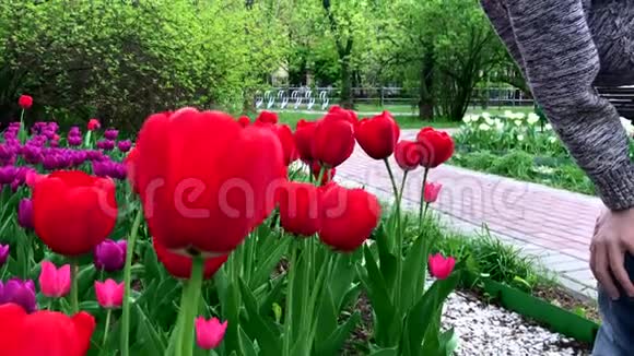 一个男孩在公园里嗅着红色的郁金香美丽的春天芳香的花在花坛上绽放视频的预览图
