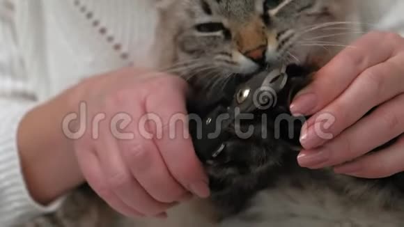 宠物护理割掉爪子视频的预览图