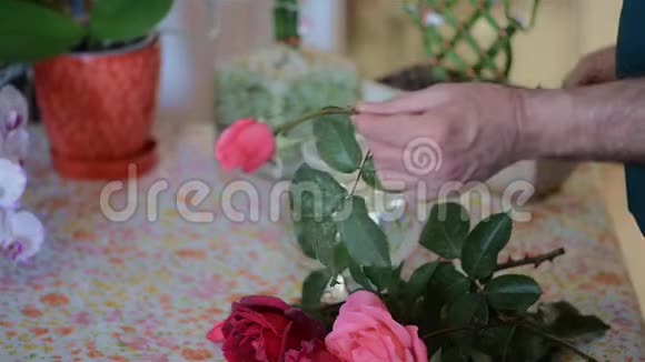 人在花瓶里剪下玫瑰视频的预览图