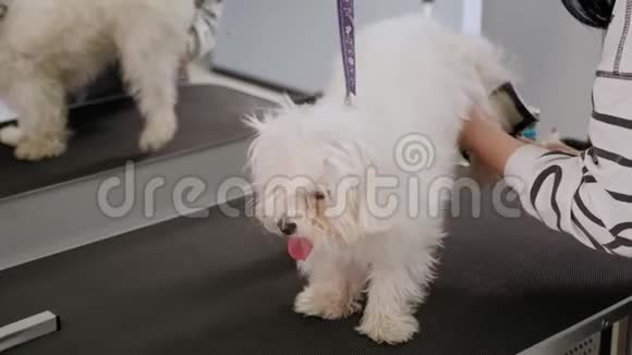 在一家狗美容店里特写了一只狗BichonBolognese视频的预览图