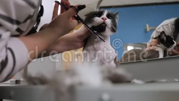 在动物沙龙里给猫刮胡子的女性美容师的特写视频的预览图