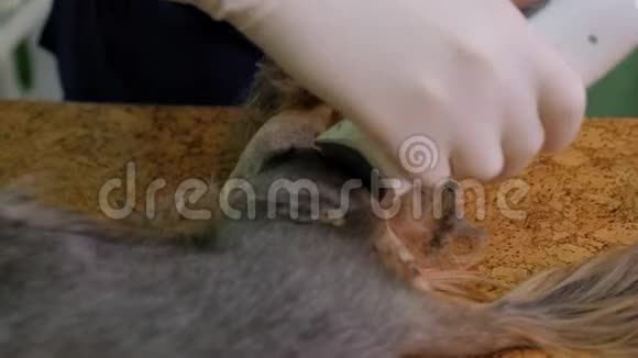 一名护士在外科手术前在兽医诊所里剃掉一只小狗的爪子视频的预览图