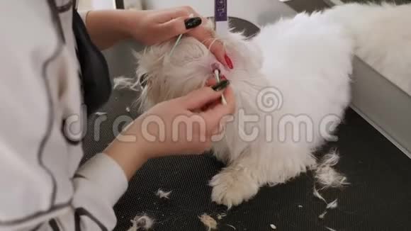 女兽医在兽医诊所用棉签清洁耳朵视频的预览图