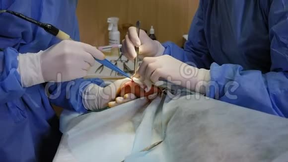 兽医诊所狗爪子上的手术特写镜头视频的预览图