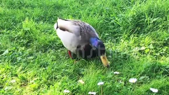 在草地上鸭子视频的预览图