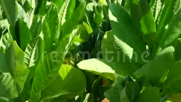有叶子的开花烟草植物绿叶烟草烟草种植场种植的大叶作物视频的预览图