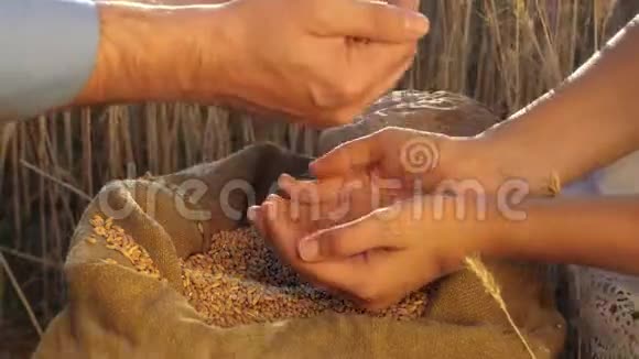 业务人员检查小麦质量农夫和一个商人手把粮食撒在田里视频的预览图