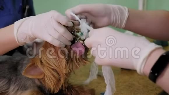 兽医手术将麻醉呼吸回路设置为狗嘴视频的预览图