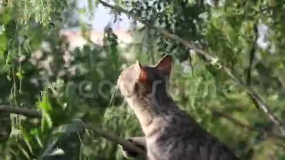 看猫在树上打猎视频的预览图