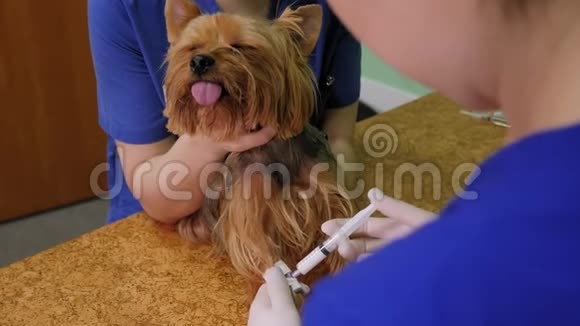 医生在兽医诊所给狗注射导管的特写镜头视频的预览图