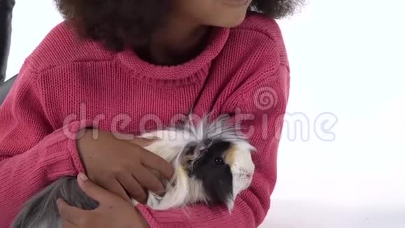 小非洲女孩在白色背景下抚摸毛茸茸的雪蒂豚鼠快关门慢动作视频的预览图