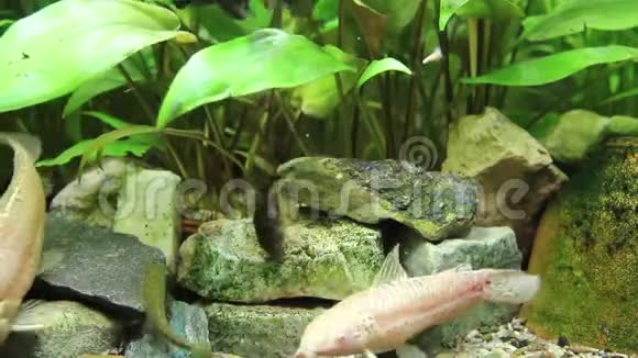 观赏水族馆景观鲶鱼清洁剂植物和岩石视频的预览图