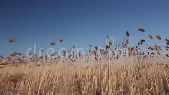 成熟的芦苇受到大风的吹拂视频的预览图