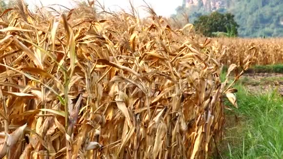 玉米棒子上的熟玉米在地里收割视频的预览图