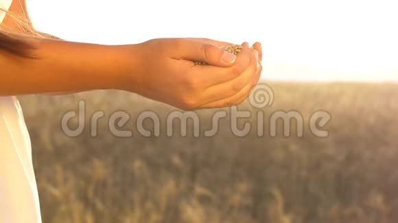 一位农民妇女美丽的双手捧着谷物商人看田间小麦的质量视频的预览图