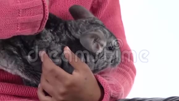 一个非洲小女孩在白色背景下抱着并抚摸着灰色的龙猫闭合慢动作视频的预览图