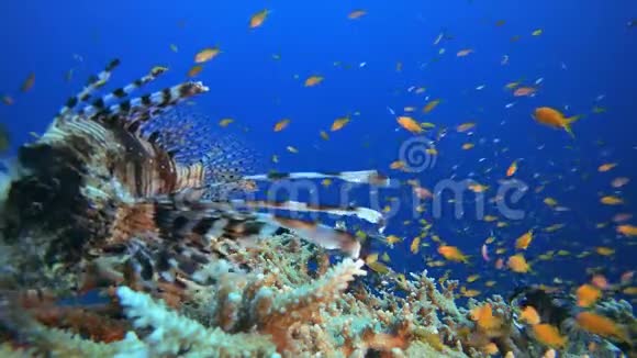 珊瑚花园狮子鱼视频的预览图