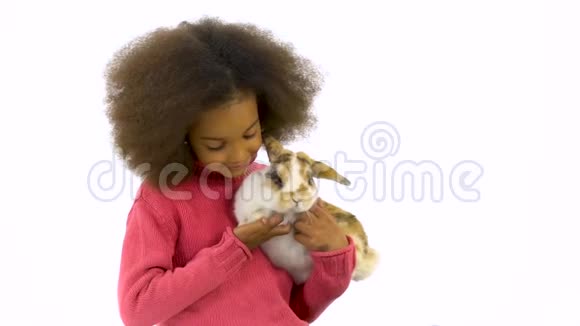 小非洲卷发女孩抱着三只白色的兔子抚摸着它慢动作视频的预览图