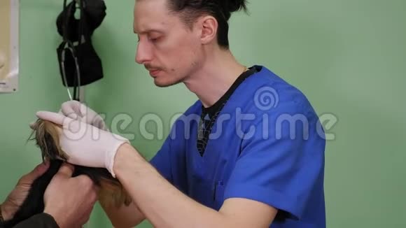 兽医正在检测狗粪便中的细菌视频的预览图