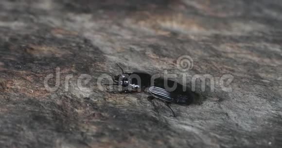 在岩石上爬行的虫子视频的预览图
