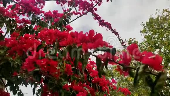 美丽的红色花枝在气流中移动视频的预览图