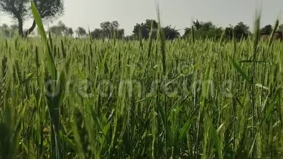 绿色年轻小麦作物农业田视频的预览图