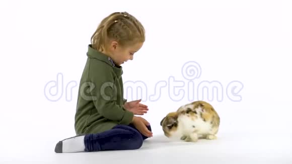 扎着辫子的小女孩在白色背景下抚摸着毛茸茸的三色兔子慢动作视频的预览图