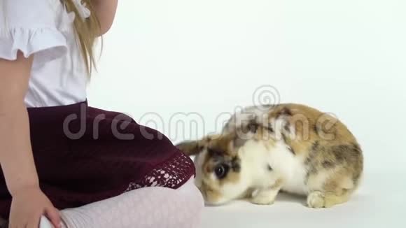 可爱的孩子与蓬松的三色兔子在白色背景快乐的童年概念慢动作关门视频的预览图