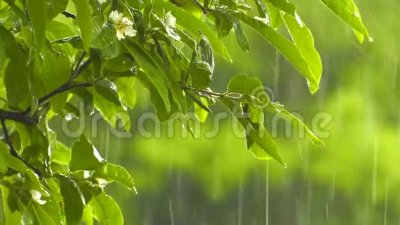 在大自然美丽的绿色植物上降雨视频的预览图
