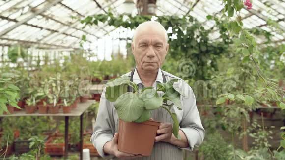 一位年长的男性园丁拿着一个盆栽在温室里的肖像园艺农业和农业的概念视频的预览图