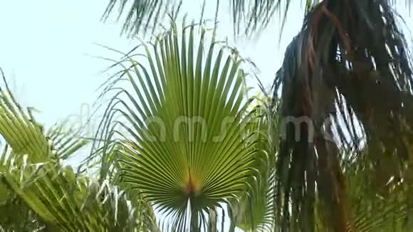 棕榈叶在风中摇曳视频的预览图