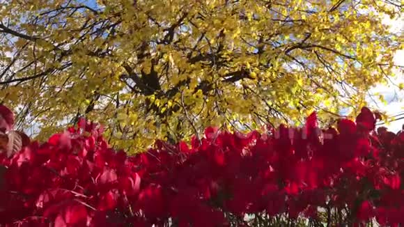 秋天的黄和红叶视频的预览图