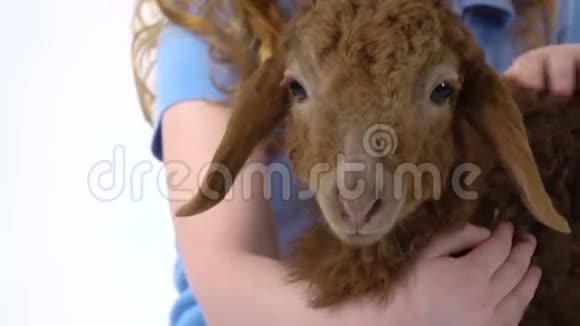 红头发的小女孩卷着头发在白色的背景下抚摸着棕色的羔羊慢动作关门视频的预览图