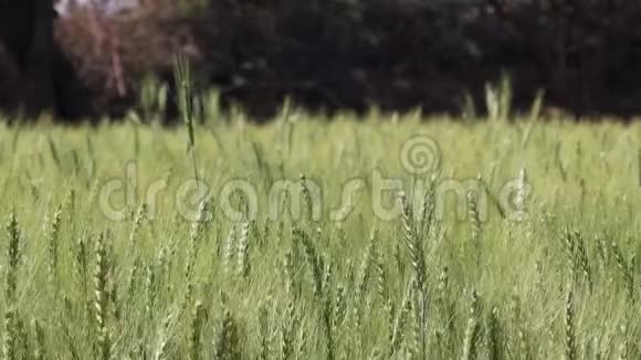 麦田绿色小麦视频的预览图