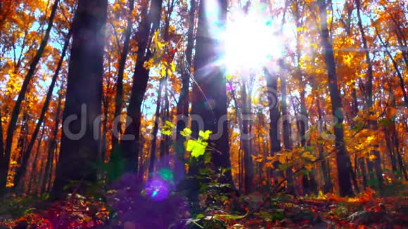 秋季公园4K实时视频的预览图