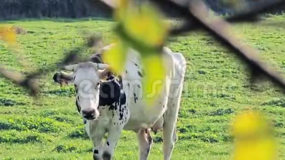 奶牛在绿草上视频的预览图