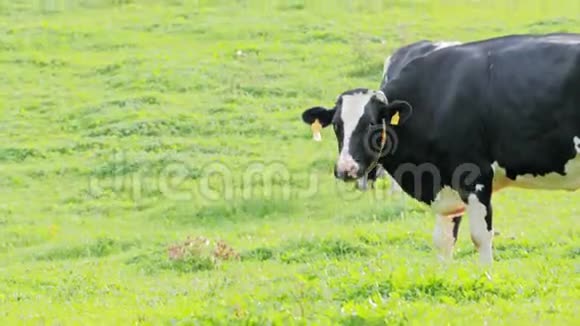 奶牛在绿草上视频的预览图