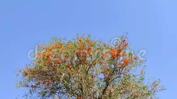 美丽的橙花卢杜拉树蓝天视频的预览图