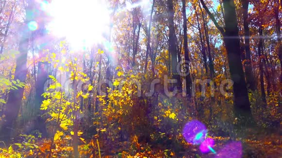 秋季公园4K实时视频的预览图