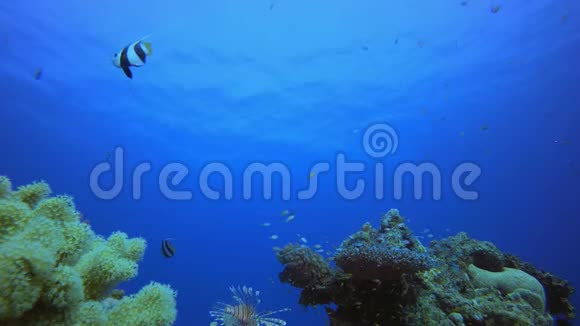 蓝水珊瑚礁鱼视频的预览图
