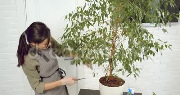 女园丁检查花和清洁干燥的树枝与修剪园艺概念视频的预览图