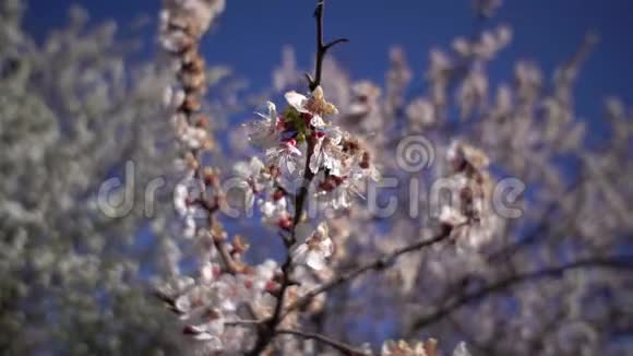开花的树芽视频的预览图