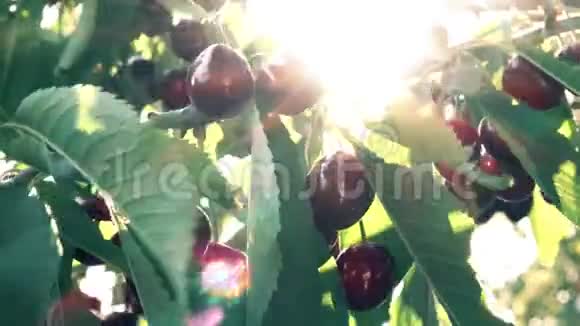 4K樱桃和阳光视频的预览图