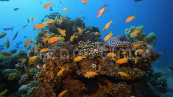 五彩缤纷的珊瑚礁场景视频的预览图