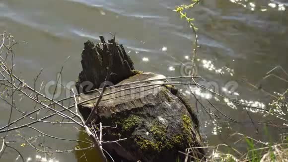 湖旁长满了锯树视频的预览图