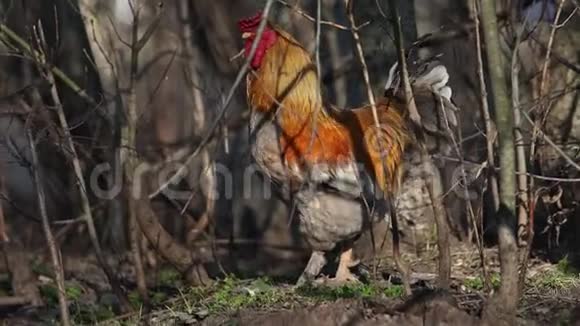 公鸡乌鸦站在灌木丛中视频的预览图
