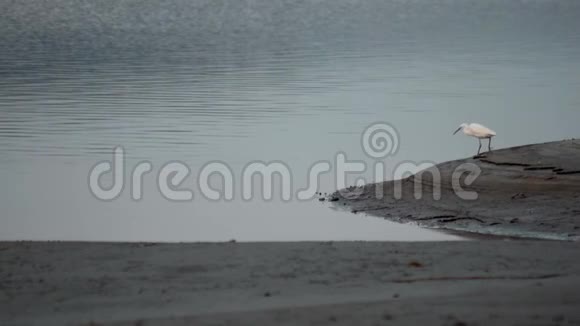 白鹭鸟在湖中钓鱼视频的预览图