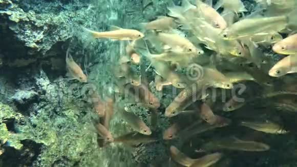 水族馆里的鲤鱼鱼缸里的鱼视频的预览图