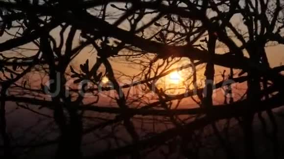 日落时分阳光透过树木视频的预览图